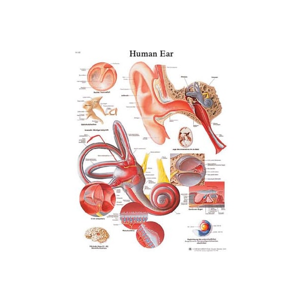 3B Anatomical Chart - Ear, Laminated